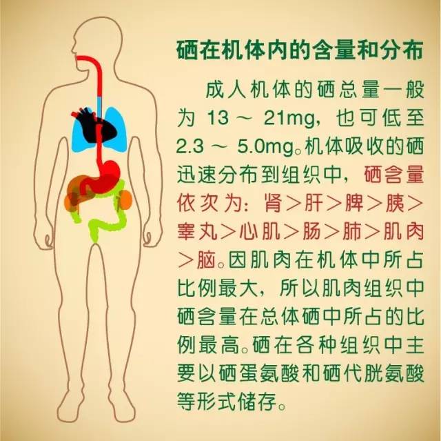 硒在人体内的代谢