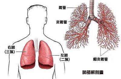 为什么肺癌患者每天要适量补硒