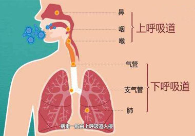微量元素硒能防治呼吸道疾病吗