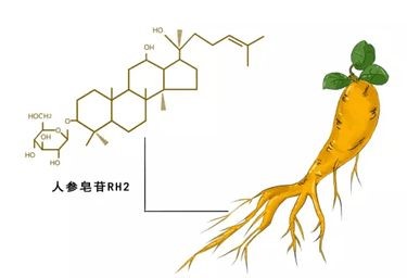 科普：人参皂苷Rh2的效果是看含量还是浓度？