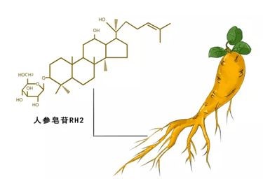 人参皂苷rh2