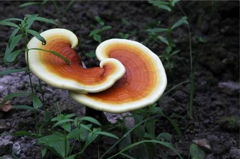 破壁灵芝孢子粉与灵芝之间的关系