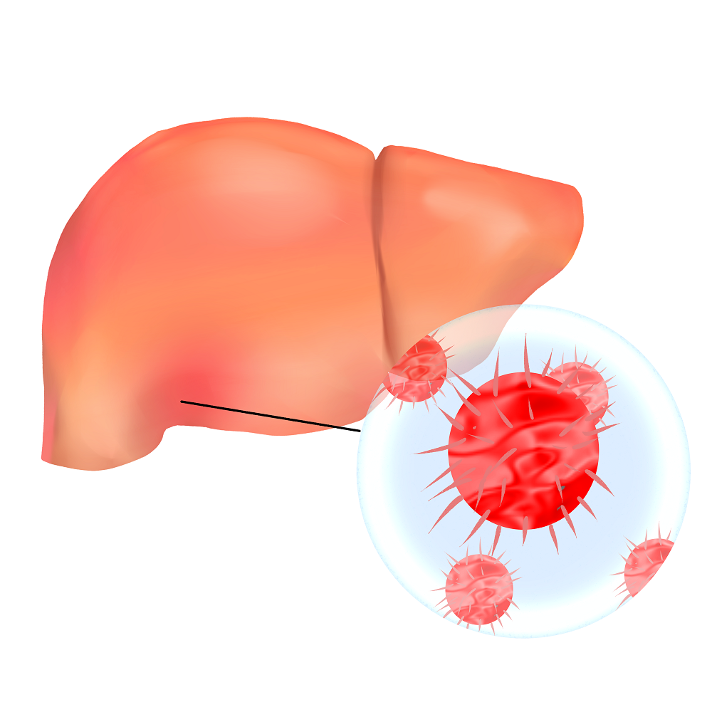 硒元素与肝脏之间的医理作用