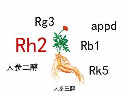 中药人参皂苷的辅助作用，Rh2和Rg3都不错