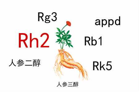 人参皂苷的免疫调节作用有什么特殊之处？