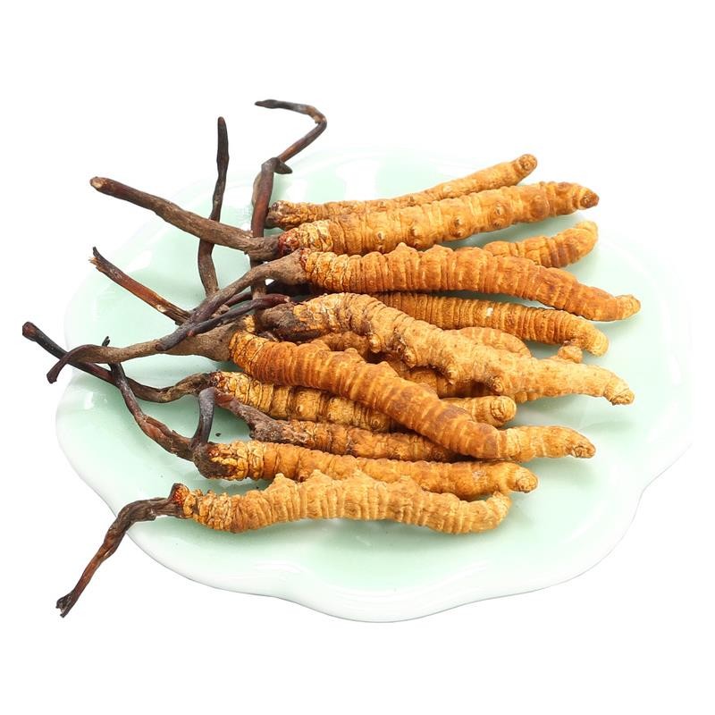 冬虫夏草中的虫草素的主要作用是什么？