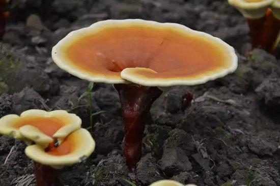 有病调理，无病养生，这就是灵芝孢子粉