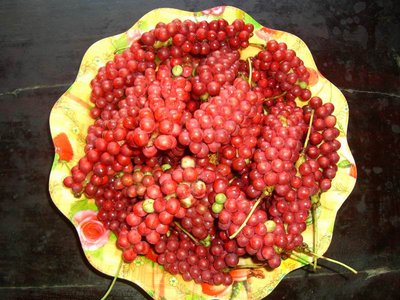 五味子对肝有一定的作用