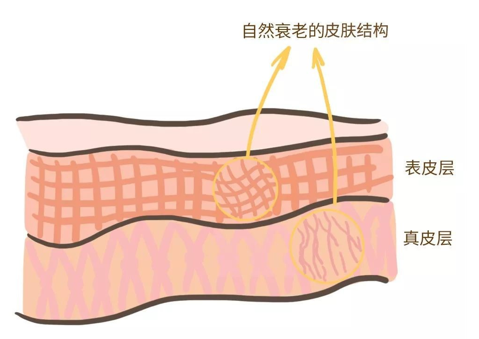 来看看维E是如何抗衰老的，一起看看原理
