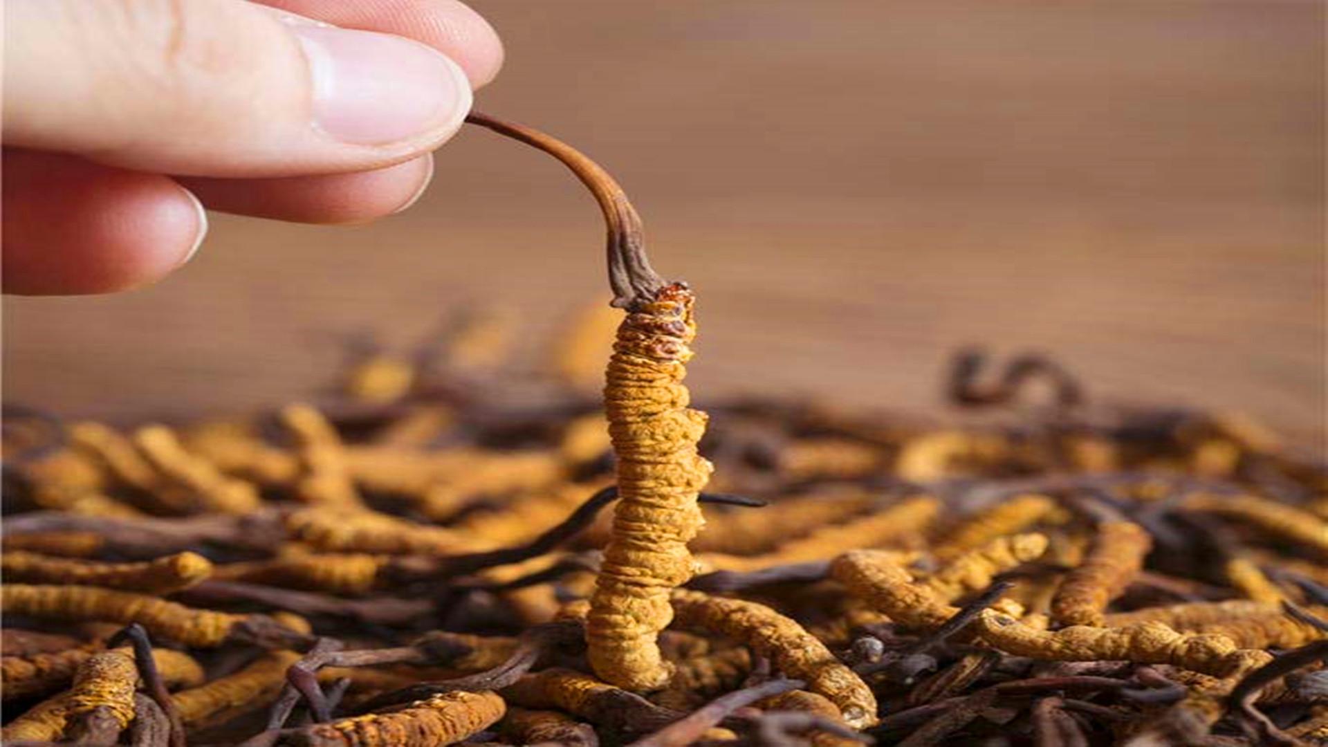 冬虫夏草究竟是虫还是草？很多人都不知道，它有何价值？