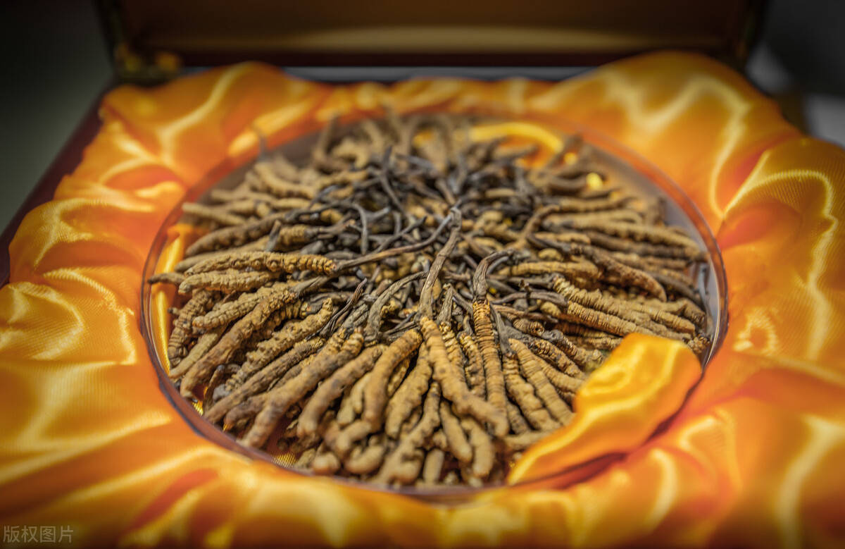 什么样的人适合吃虫草？