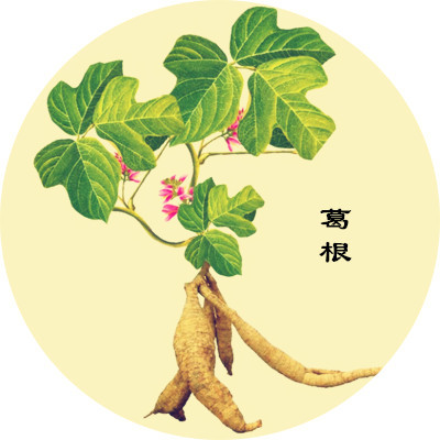 葛根知识，解锁保护身体潜力