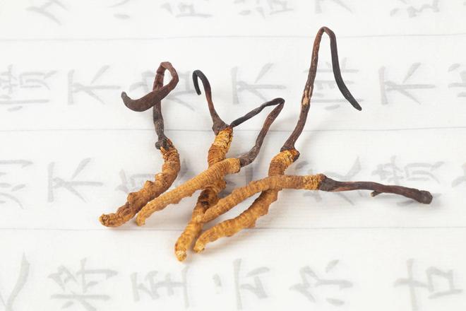 三伏天可以吃冬虫夏草吗？
